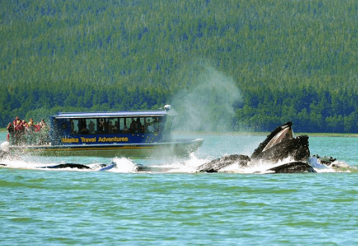 The Top Benefits Of A Multi-Day Whale Watching Tour In Juneau