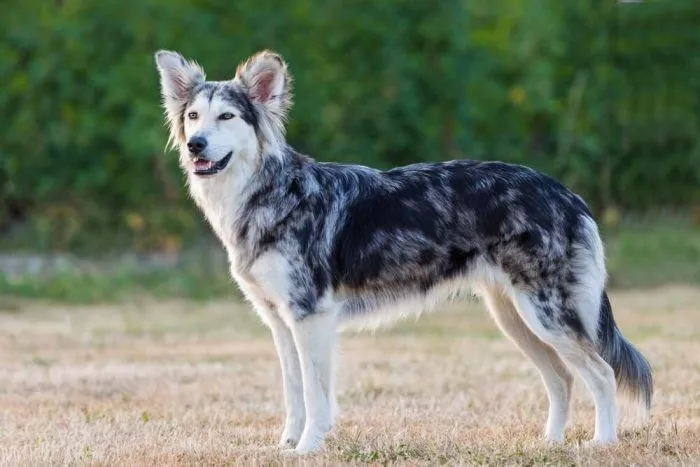 Learn More about husky mix with border collie